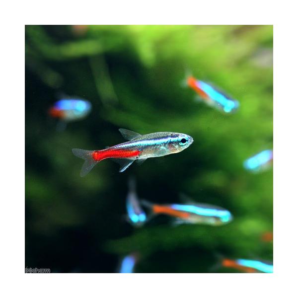 熱帯魚・エビ他　カラシン　テトラ等　南米産　小型種　カージナル・ネオン系　ネオンテトラ　５０匹　ビギナーにオススメ　seitaitop3　Ｐａｒａｃｈｅｉｒｏｄｏｎ　ｉｎｎｅｓｉ　MS0105　熱帯魚生体　20160408　ＹＹ　ccamp...