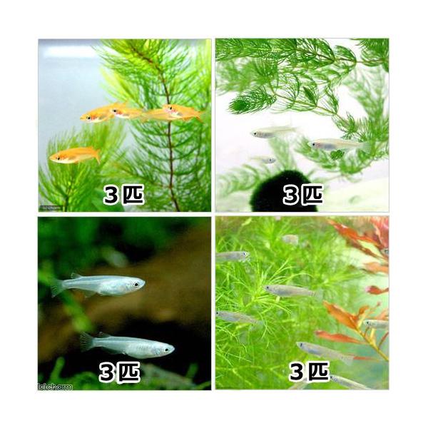 _aqua　Ｏｒｙｚｉａｓ　ｌａｔｉｐｅｓ　ｖａｒ．　ビオトープにおすすめの生体　熱帯魚　エビ他　日本産メダカ　白メダカ　青メダカ　黒メダカ　ヒメダカ　楊貴妃メダカ　幹之メダカ　20130511　biotope_130613　start_b...