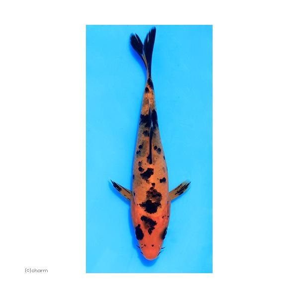 _aqua　熱帯魚・エビ他　金魚　錦鯉　日淡　日本産淡水魚　咲ひかり　恋　三毛　緋鯉　真鯉　マゴイ　養鯉場　日本庭園　池　コイ　nittan_nishikigoi　ベッコウ　べっ甲　赤黒　緋写り　ニシキゴイ　fish_database　20...