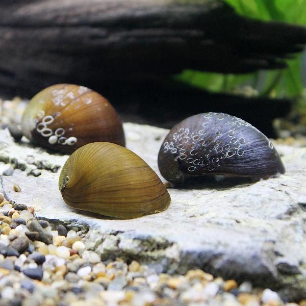 PF_SPQ　_aqua　熱帯魚・エビ他　貝　石巻・サザエ・フネアマ　カバクチカノコガイ　カバクチカノコ貝　１匹　fish_database　Ｎｅｒｉｔｉｎａ　ｐｕｌｌｉｇｅｒａ　樺口鹿子貝　樺口鹿の子貝　食べさせる　レッドリップスネール　...