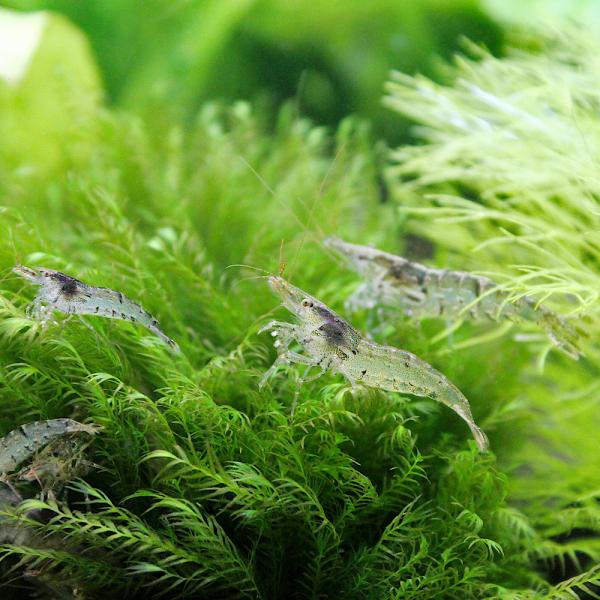 PF_SPQ　_aqua　熱帯魚・エビ他　ミナミ　ミナミヌマエビ　１０匹　fish_database　食べさせる　ミナミヌマエビ単品　動画淡水生体　_minabebi　soujiweek2013JX　yVmJfbGY　bnr_koketor...