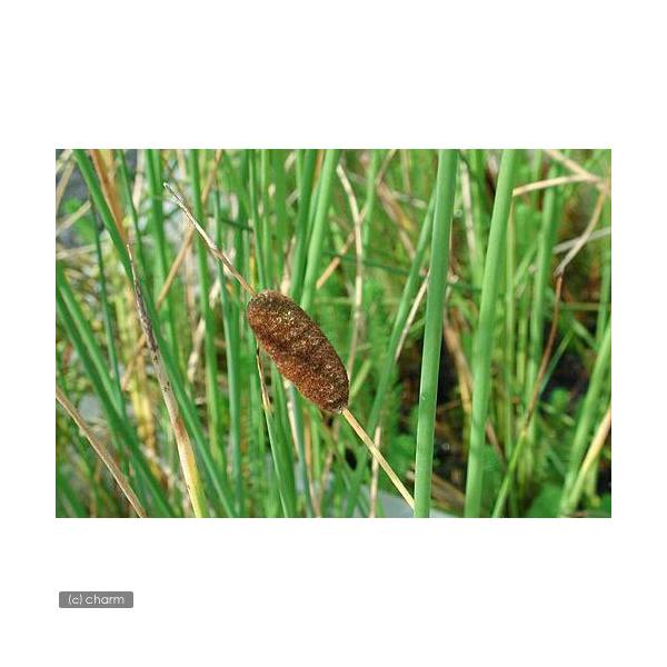 _aqua　_gardening　金魚・メダカ　ビオトープ　ウォーターガーデン　水辺植物　水生植物　オーナメンタルグラス　線形状　ガーデニング　水辺植物　その他水辺植物　all_plants　muryotassei_600_699　植物　植...