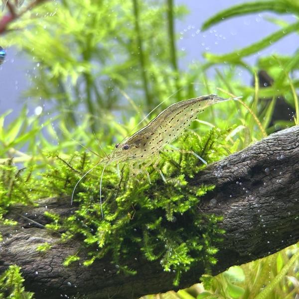 PF_SPQ　_aqua　熱帯魚・エビ他　ヤマト・ミナミ　ヤマトヌマエビ　５匹　アマノシュリンプ　定番コケ対策　厳選水草用お勧め商品　食べさせる　seitaitop8　Ｃａｒｉｄｉｎａ　ｍｕｌｔｉｄｅｎｔａｔａ　ｊａｐｏｎｉｃａ　ヤマトヌマ...