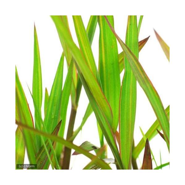 _aqua　_gardening　金魚・メダカ　ビオトープ　ウォーターガーデン　水辺植物　水生植物　オーナメンタルグラス　線形状　ガーデニング　その他水辺植物　all_plants　20110314　水辺0314gsimeo67　lkwe6...