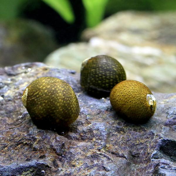 PF_SPQ　_aqua　熱帯魚・エビ他　貝　石巻貝　１０匹　fish_database　ビギナーにオススメ　ビオトープにおすすめの生体　食べさせる　石巻はこちら　水槽壁面のコケを綺麗にするbnr_koketori140730　tankke...