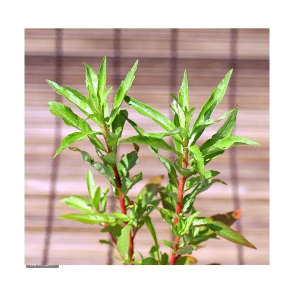 _aqua　_gardening　金魚・メダカ　水辺植物　水生植物　両爬向き植物　有茎種　枝もの　ガーデニング　その他水辺植物　ll_plants　20110601　水辺0601　nz247yhgガーデニング　bio_130715　植物　植...