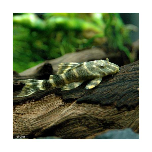 熱帯魚 タイガープレコ １匹 北海道 九州 沖縄航空便要保温 Buyee Buyee 提供一站式最全面最專業現地yahoo Japan拍賣代bid代拍代購服務 Bot Online