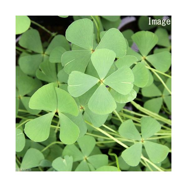 _aqua　_gardening　金魚・メダカ　ビオトープ　水辺植物　水生植物　ウォータークローバー　デンジソウ　ガーデニング　水辺植物all_plants　FOUR　LEAF　CLOVER　MARSILEA　QUADRIFOLIA　SPP...