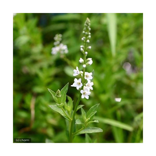 _aqua　_gardening　金魚・メダカ　水辺植物　水生植物　有茎種　枝もの　ガーデニング　水辺植物all_plants　20120720　bio_130715　植物　植物生体　ガーデニング生体　育て方　育成方法　栽培方法　湿生植物　...