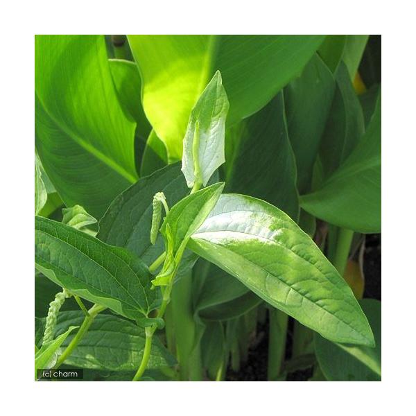 _kame　_aqua　_hachu　_gardening　金魚・メダカ　水辺植物　水生植物　ハーブ　枝もの　有茎種　ガーデニング　その他水辺植物　all_plants　20110322　水辺0322　両爬向き植物　水辺植物2012　bio...