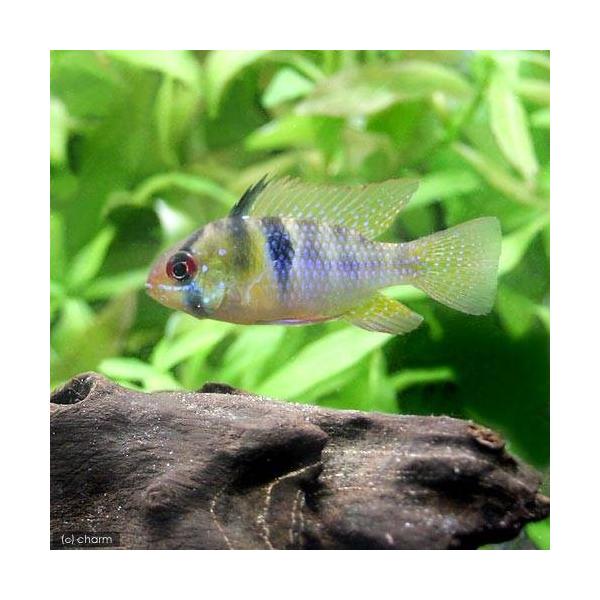 熱帯魚・エビ他　シクリッド　種類で選ぶ　アピスト・ラミレジィ・他　ジャーマン・ラミレジィ　オランダラミレジィ　１ペア　中南米産　ビギナーにオススメ　ドイツラム　ドイツアピスト　Ｍｉｃｒｏｇｅｏｐｈａｇｕｓ　Ｐａｐｉｌｉｏｃｂｒｏｍｉｓ　Ａｐ...