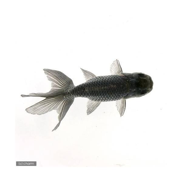 チャーム（ペット） （国産金魚）青秋錦 深見養魚場産（1匹