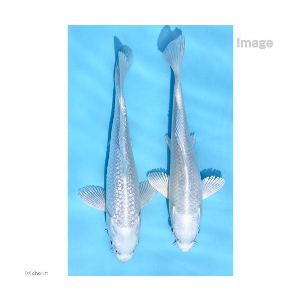 _aqua　fish_database　熱帯魚・エビ他　金魚　錦鯉　日淡　日本産淡水魚　咲ひかり　三毛　緋鯉　真鯉　マゴイ　養鯉場　日本庭園　池　コイ　nittan_nishikigoi　プラチナ　ピュアホワイト　純白　白金　光物　ニシキゴ...