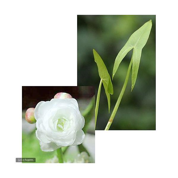 ビオトープ　水辺植物　水生植物　オモダカ　Ａｌｉｓｍａｔａｃｅａｅ　ガーデニング　その他水辺植物　all_plants　20110420　bio_130715　_kingyo　_fish　_aqua　_gardening　植物　植物生体　ガ...