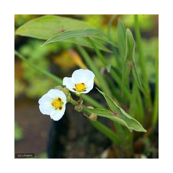 ビオトープ　水辺植物　水生植物　オモダカ　Ａｌｉｓｍａｔａｃｅａｅ　ガーデニング　その他水辺植物　all_plants　植物　植物生体　ガーデニング生体　育て方　育成方法　栽培方法　サジタリア　モンテビデンシス　Ｓａｇｉｔｔａｒｉａ　ｍｏｎ...