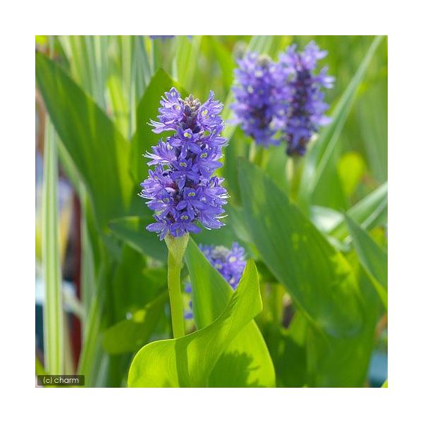 _aqua　_gardening　ビオトープ　水辺植物　水生植物　ミズアオイ　花もの　ガーデニング　その他水辺植物　all_plants　20110420　BLUE　PICKEREL　PONTEDERIA　CORDATA　bio_13071...