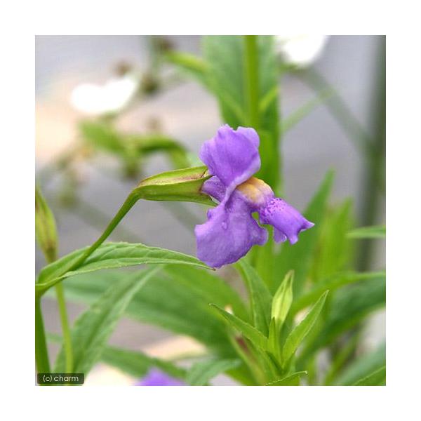 _aqua　_gardening　金魚・メダカ　水辺植物　水生植物　有茎種　枝もの　ガーデニング　その他水辺植物　all_plants　20110420　水辺0420　ミムルス　水辺植物2012　biotope_130613　bio_130...