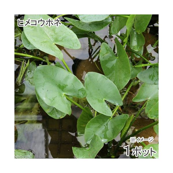 ビオトープ)水辺植物 河骨 ヒメコウホネ(1ポット) 浮葉植物(休眠株) :13362:チャーム charm ヤフー店 - 通販 - Yahoo!ショッピング ビオトープ)水辺植物 河骨 ヒメコウホネ(1ポット) 浮葉植物(休眠株) :13362:チャーム charm ヤフー店 - 通販 - Yahoo!ショッピング
