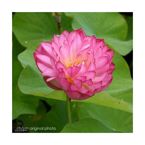 ビオトープ　ガーデニング　水辺植物　ハス　point0625ガーデニング　hasu_10bai0731　all_plants　sp_gardenハス　ハス0214　20110214　tuihi_rotas0614　womsomdi43　ek...