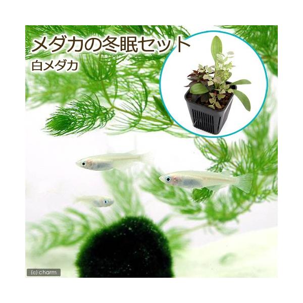 Ｏｒｙｚｉａｓ　ｌａｔｉｐｅｓ　ｖａｒ．　メダカ水草セット　ビオトープにおすすめの生体　biotope　熱帯魚・エビ他　日本産メダカ　nittan_medaka_youkihi　start_biotope　自由研究金魚　メダカセット　初心者...