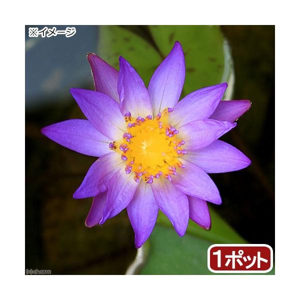 irIg[vj@@Mѐ@iXCjij@eBiiP|bgjiJSj