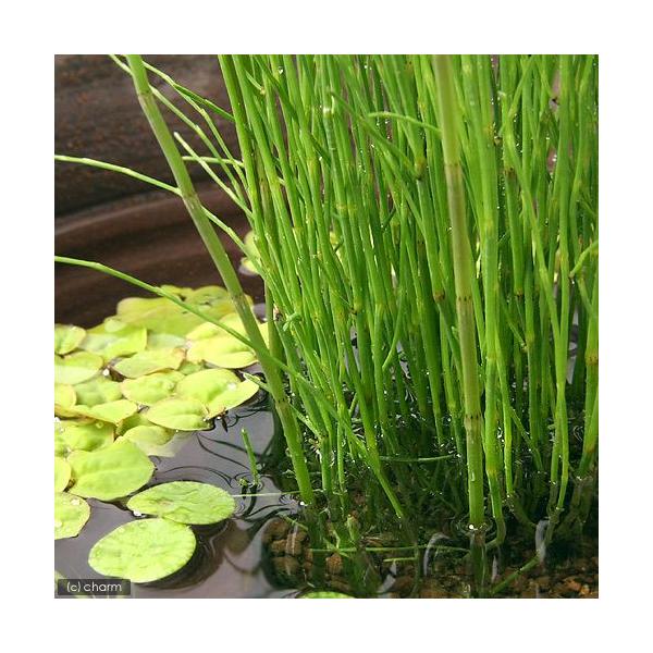 Tanakasan Shop Yahoo Product Detail ビオトープ 水辺植物 ミズトクサ １ポット 抽水植物