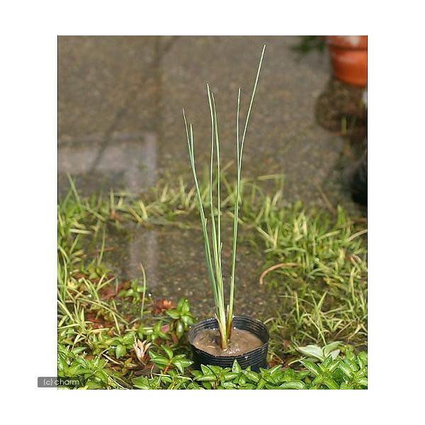 金魚・メダカ　_aqua　_gardening　ビオトープ　ウォーターガーデン　水辺植物　水生植物　オーナメンタルグラス　線形状　ガーデニング　その他水辺植物　all_plants　育て方　育成方法　栽培方法　抽水植物　opa2_delet...