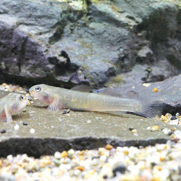 （熱帯魚）レンティぺス・ミンダナオエンシス（１匹） 北海道航空便要保温