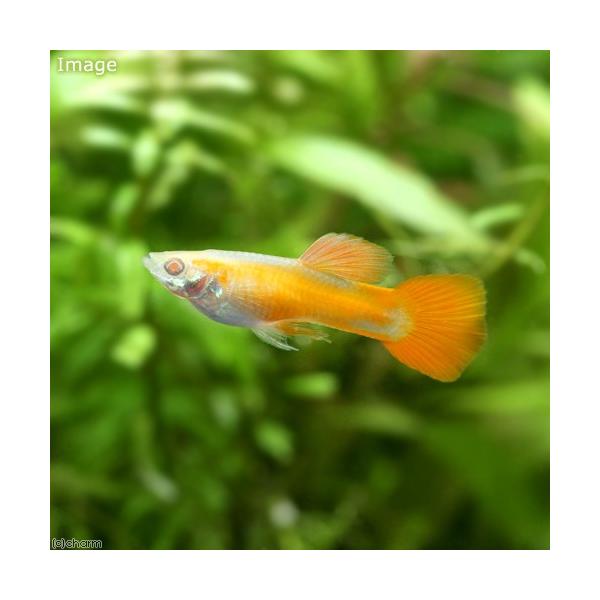 PF_SPQ　リアルレッドアイアルビノ　熱帯魚・エビ他　グッピー　ＲＲＥＡ系　ＲＲＥＡ・フルレッド・グッピー　国産ブリード　１ペア　fish_database　20170822　TY　kaijyo　top_fish0807　top_fish...