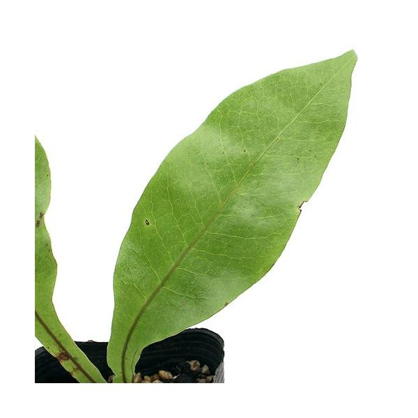 iR쑐jV_irjiioPV_irjRiP|bgjΐN