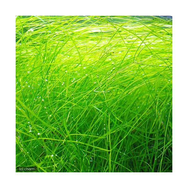 ij|^Qg@IN^hXitji_jiPO{j