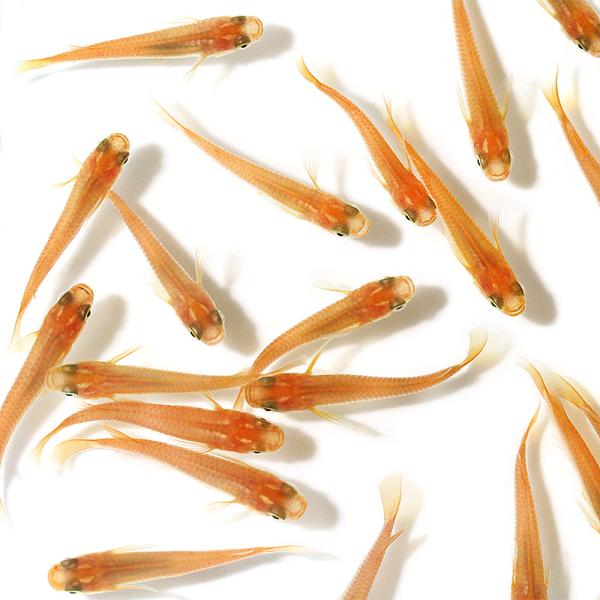 金魚　メダカ　Ｏｒｙｚｉａｓ　ｌａｔｉｐｅｓ　ｖａｒ．　biotope　熱帯魚　エビ他　日本産メダカ　nittan_medaka_himedaka　start_biotope　fish_database　inc_biomdk　medakak...