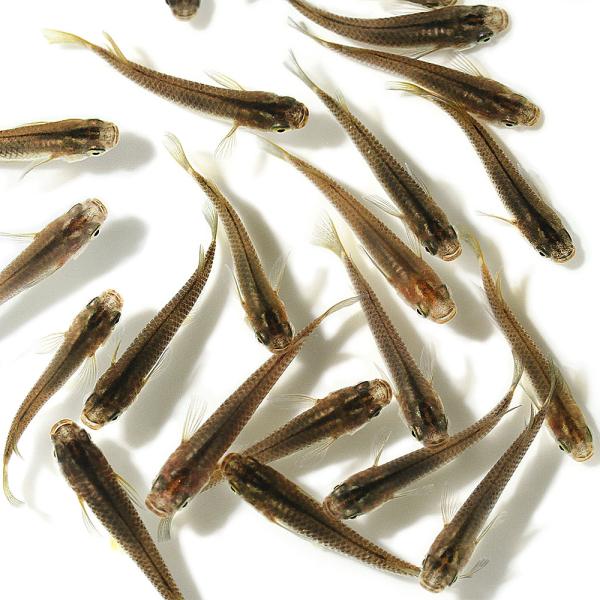 _aqua　金魚　メダカ　Ｏｒｙｚｉａｓ　ｌａｔｉｐｅｓ　ｖａｒ．　ビオトープにおすすめの生体　biotope　熱帯魚　エビ他　日本産メダカ　クロメダカ単品　クロメダカ　fish_magazine201109　nittan_medaka_k...