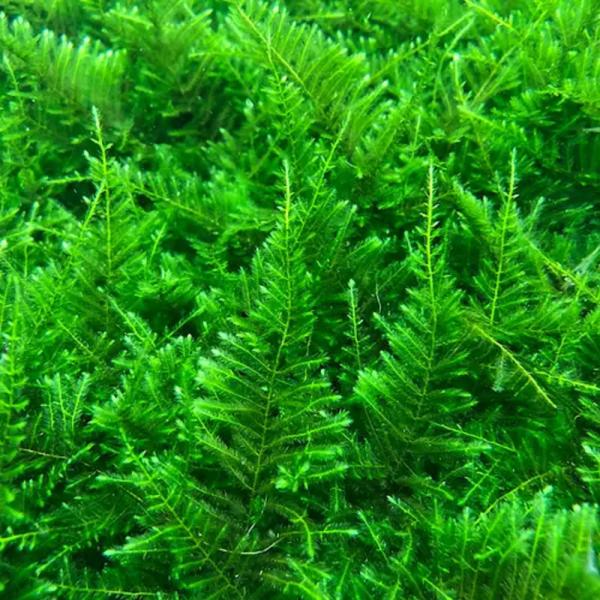 水草 ウィローモスの人気商品 通販 価格比較 価格 Com