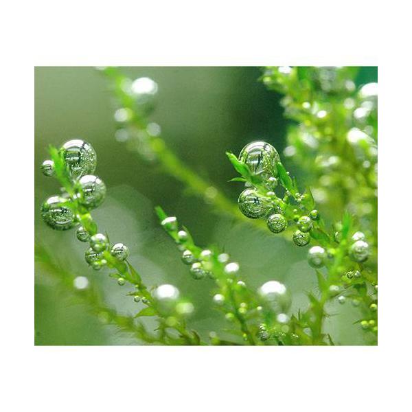 PF_SPQ　熱帯魚　_aqua　水草　コケ　モス類　time090601　time090611　all_plants　ctwgt79　ouendai2dan水草　bable_moss　ebi1006　wp_kywrd　simad1d水草　...