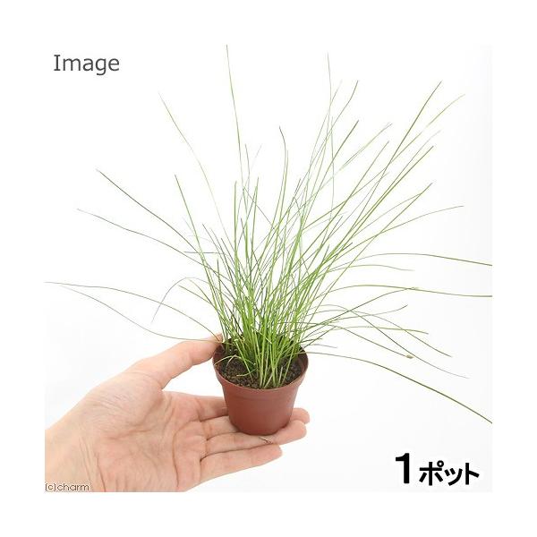 ijGIJX@NVOAitji_jiP|bgj