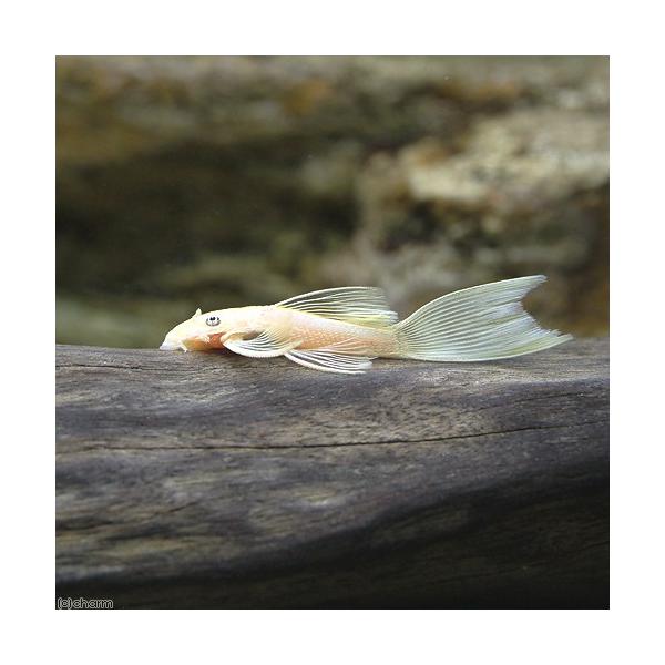 PF_SPQ　熱帯魚・エビ他　プレコ　種類で選ぶ　ブッシー・ブロンズ系　ロングフィンブルーアイゴールデンブッシー　Ａｎｃｉｓｔｒｕｓ　ｃｆ．　ｃｉｒｒｈｏｓｕｓ　ｓｐ．　１匹　fish_database　特集　aqua_life201106...