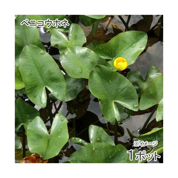 _aqua　ビオトープ　ガーデニング　水辺植物all_plants　20120611　bio_130715　_gardening　植物　植物生体　ガーデニング生体　育て方　育成方法　栽培方法　カワホネ　カワバス　センコツ　スイレン科　Ｎｙｍ...