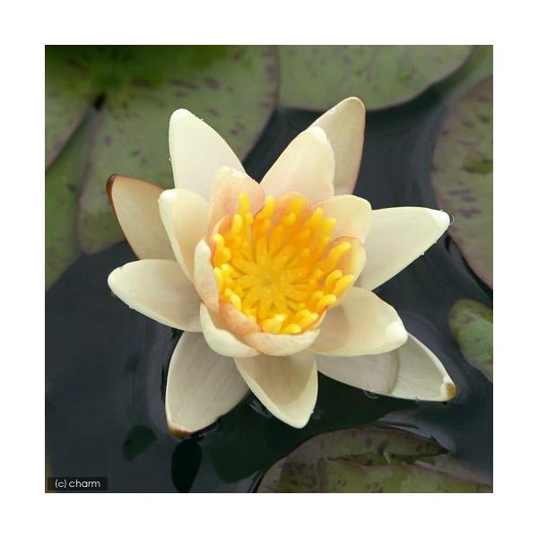 irIg[vj@@ѐ@iXCji`FWuj@V[X@r@iP|bgjixԁj