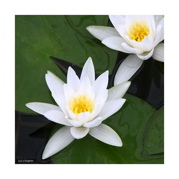 irIg[vj@@ѐ@iXCjij@w~l@g@iP|bgjixԁj