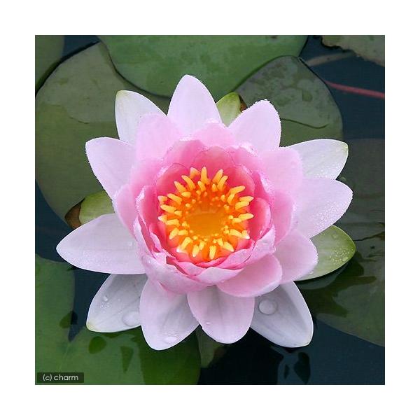 irIg[vj@@ѐ@iXCjij@zfBA@g@iP|bgjixԁj