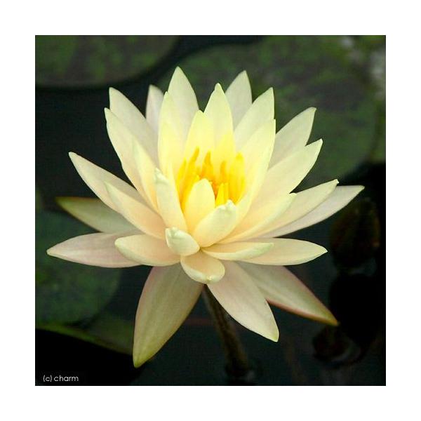 irIg[vj@@ѐ@iXCjij@eLTXEh[@sr@c@iP|bgjixԁj