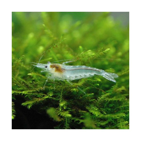 PF_SPQ　_aqua　熱帯魚・エビ他　ヌマエビ系　スノーホワイトシュリンプ　３匹　white_cherry　ビーシュリンプ・エビ　スノーホワイトチェリーシュリンプ　クリスタルシュリンプ　スノーボールシュリンプ　スノーパールシュリンプ　Ｎ...