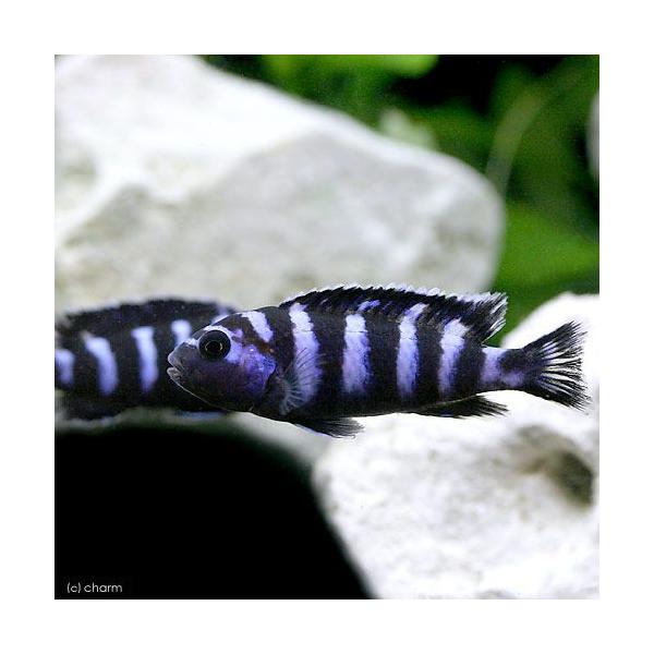 PF_SPQ　_aqua　fish_database　熱帯魚・エビ他　シクリッド　種類で選ぶ　アフリカンシクリッド　シュードトロフェウス　デマーソニー　シュードトロフェウスデマーソニィ　１匹　ムブナ　Ｍｂｕｎａ　Ｐｓｅｕｄｏｔｒｏｐｈｅｕｓ...