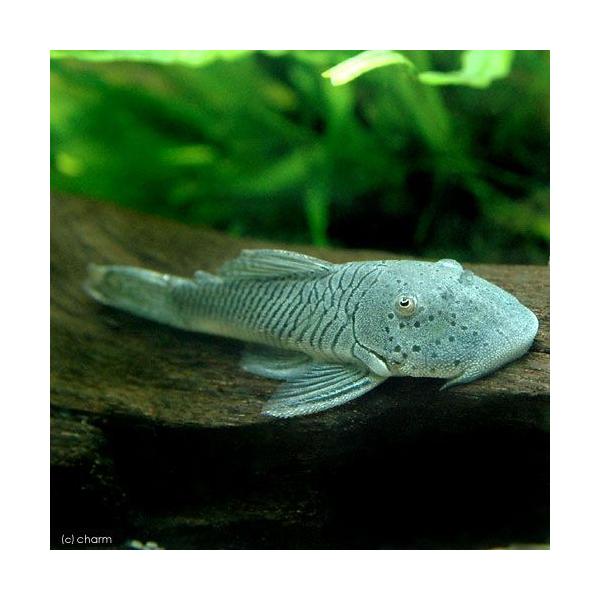 PF_SPQ　_aqua　熱帯魚・エビ他　プレコ　種類で選ぶ　ブッシー・ブロンズ系　ブロンズプレコ　１匹　fish_database　Ｃｈａｅｔｏｓｔｏｍａ　ｆｏｒｍｏｓａｅ　ｓｏｖｉｃｈｔｈｙｓ　Ｌ１８７ｂ　Ｌ４４４　特集　aqua_li...