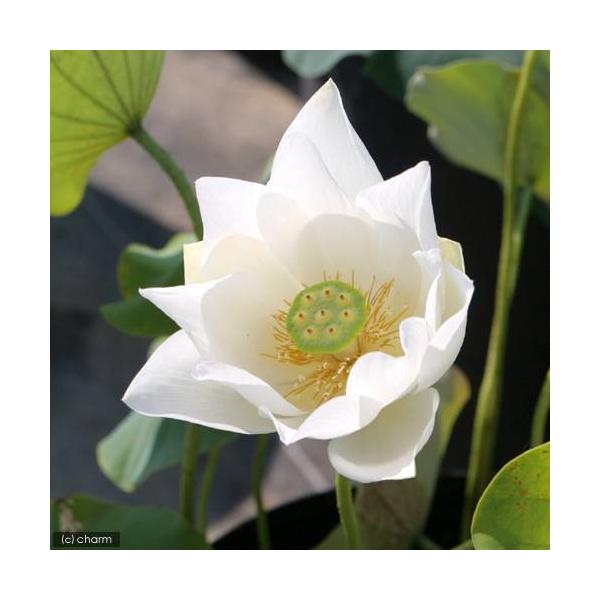 ビオトープ　ガーデニング　水辺植物　ハス　time090611　hasu_10bai0731　all_plants　sp_gardenハス　tuihi_rotas0614　発芽待ちハス　set_hasu_shirohana育て方　育成方法　...