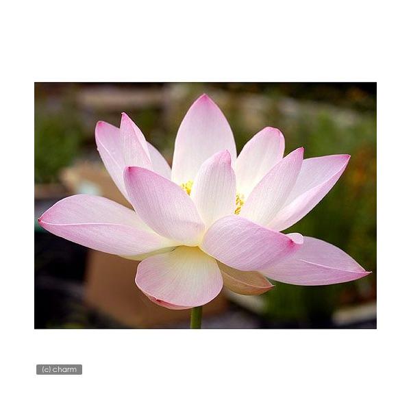 ビオトープ　ガーデニング　水辺植物　ハス　hasu_10bai0731　all_plants　sp_gardenハス　tuihi_rotas0614　womsomdi43　発芽待ちハス　ハス各種　set_hasu_momo　育て方　育成方法...