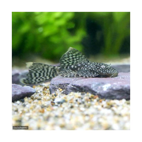 PF_SPQ　_aqua　fish_database　熱帯魚・エビ他　プレコ　ブッシー・ブロンズ系　ロングフィンミニブッシープレコ　ブリード　ロングフィンブッシープレコ　kaijyo　pointyh50614seitai　y16m04　　【...