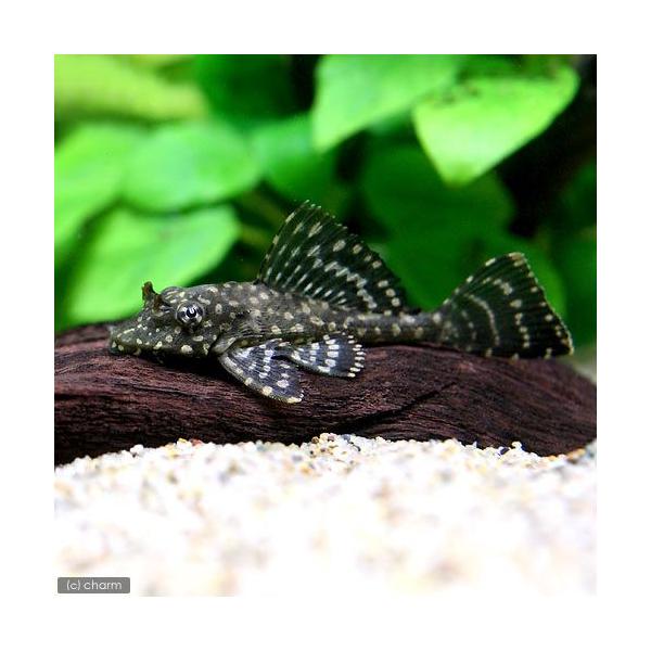 熱帯魚・エビ他　プレコ　種類で選ぶ　セルフィン系　オレンジスポットセルフィンプレコ　ブリード　３匹　トリム・マグナム他　ビギナーにオススメ　特集　Ｌ００１　Ｌ０２２　Ｐｔｅｒｙｇｏｐｌｉｃｈｔｈｙｓ　Ｇｌｙｐｔｏｐｅｒｉｃｈｔｈｙｓ　ｊｏｓ...