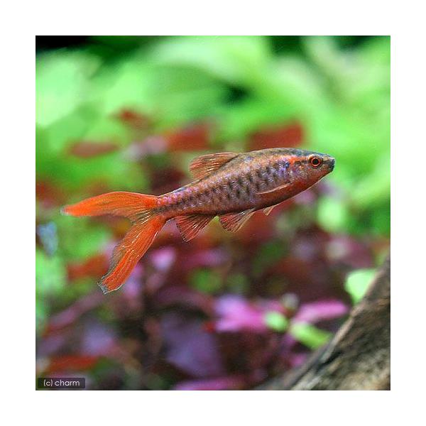 PF_SPQ　_aqua　熱帯魚・エビ他　コイ（ラスボラ等）　種類で選ぶ　バルブ（プンティウス）系　チェリー・バルブ　ロングフィンチェリーバルブ　スーパーコメットチェリーバルブ　20120201　ＹＩ　fish_databas　kaijyo...